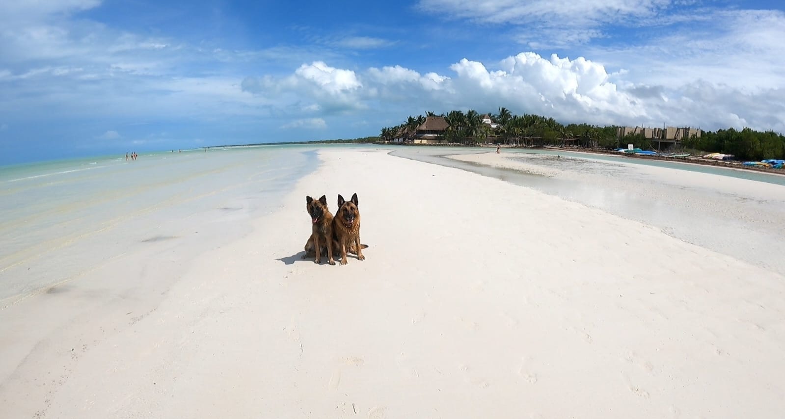 Bitácora Perruna lobo 3