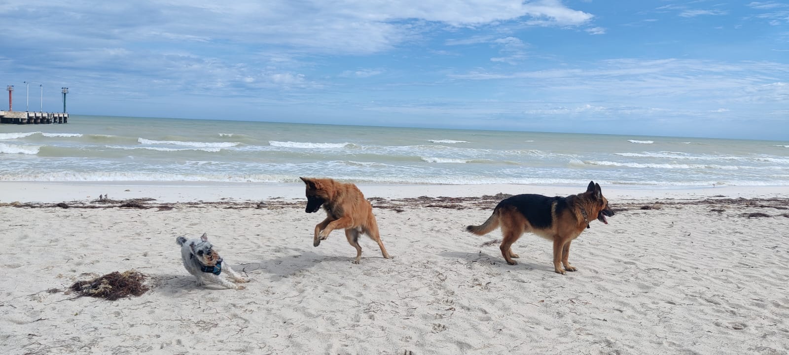 Bitácora Perruna lobo 4