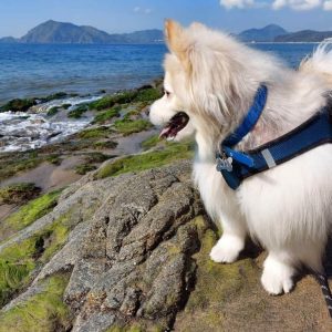 perro en la cima