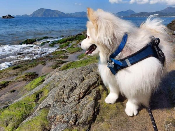 perro en la cima