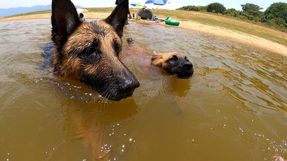 Bitácora Perruna ragnar