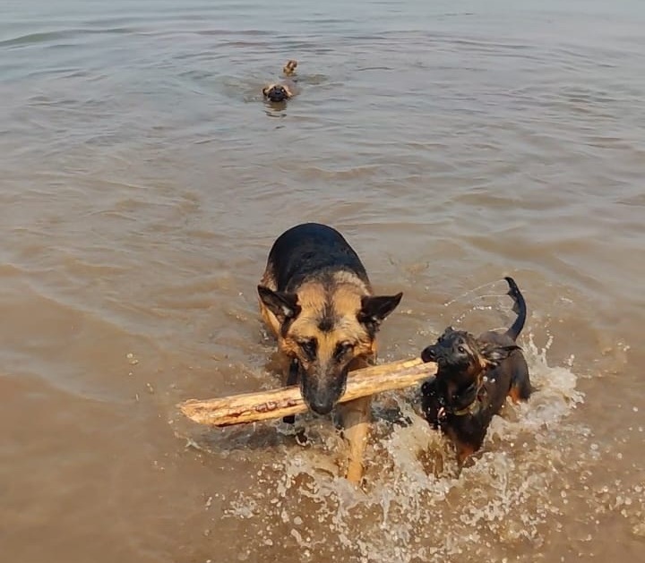 Bitácora Perruna ragnar4
