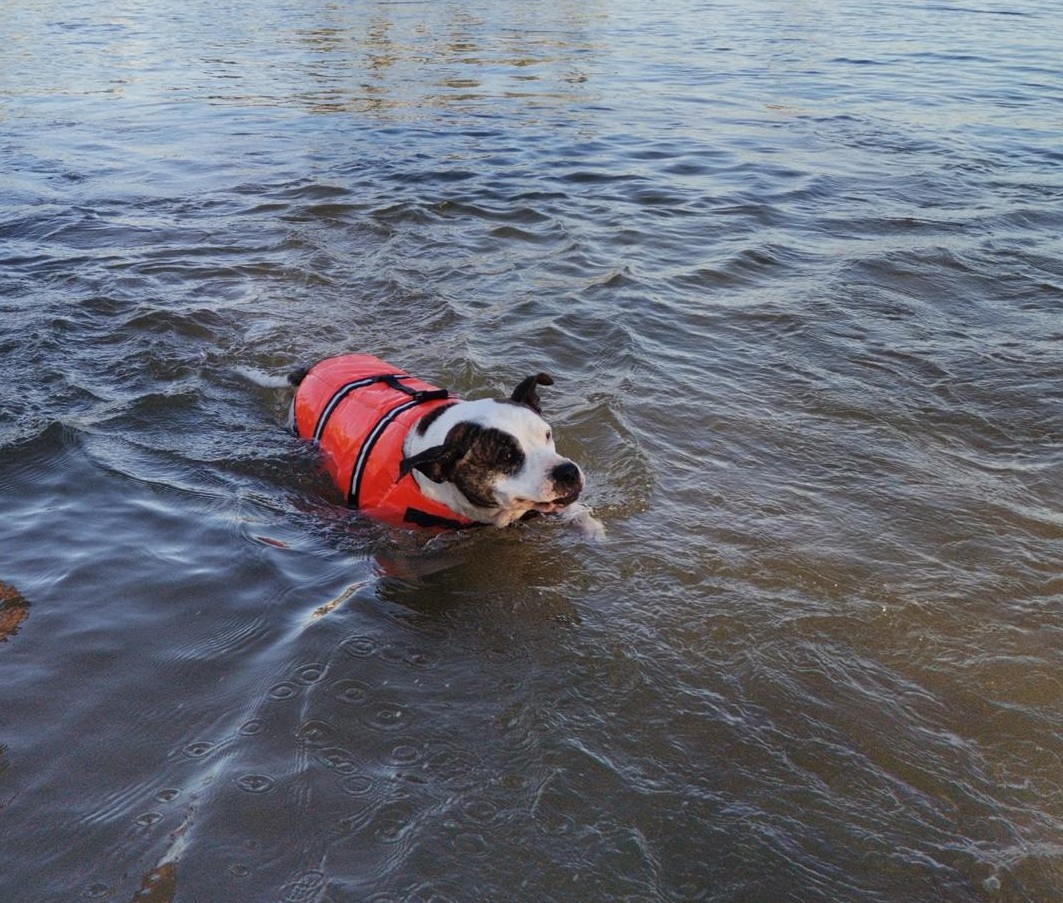 Bitácora Perruna tita 4