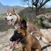 Chapuzon con tu Perro