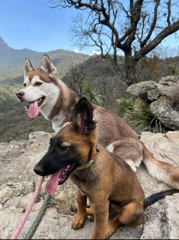 Chapuzon con tu Perro