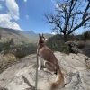 Chapuzon con tu Perro