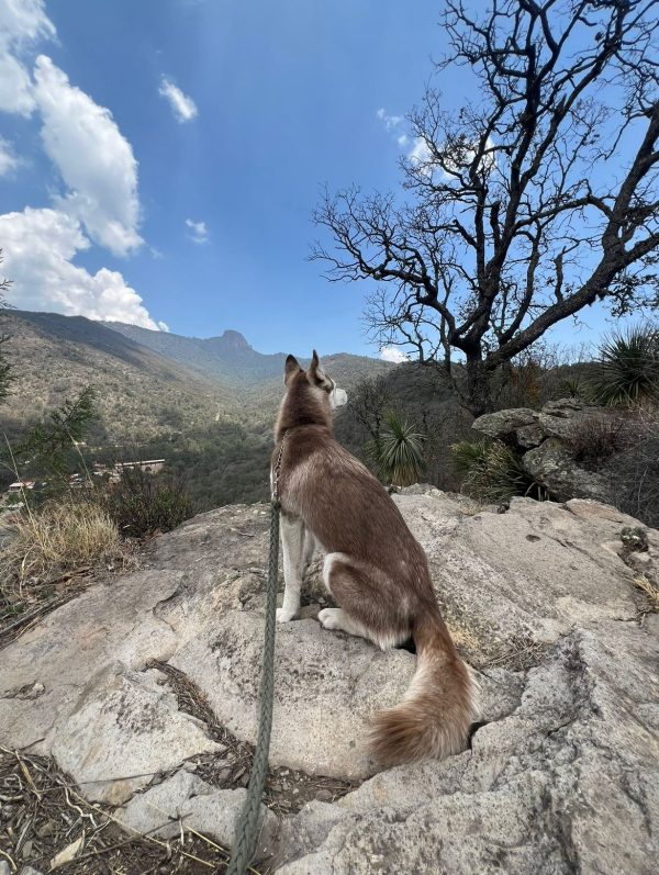 Chapuzon con tu Perro
