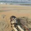 Playa Copala Guerrero