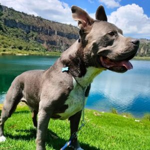 Mariposas con tu perro
