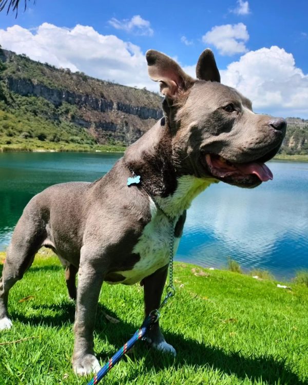 RUTA CRATERES 2 Mariposas con tu perro