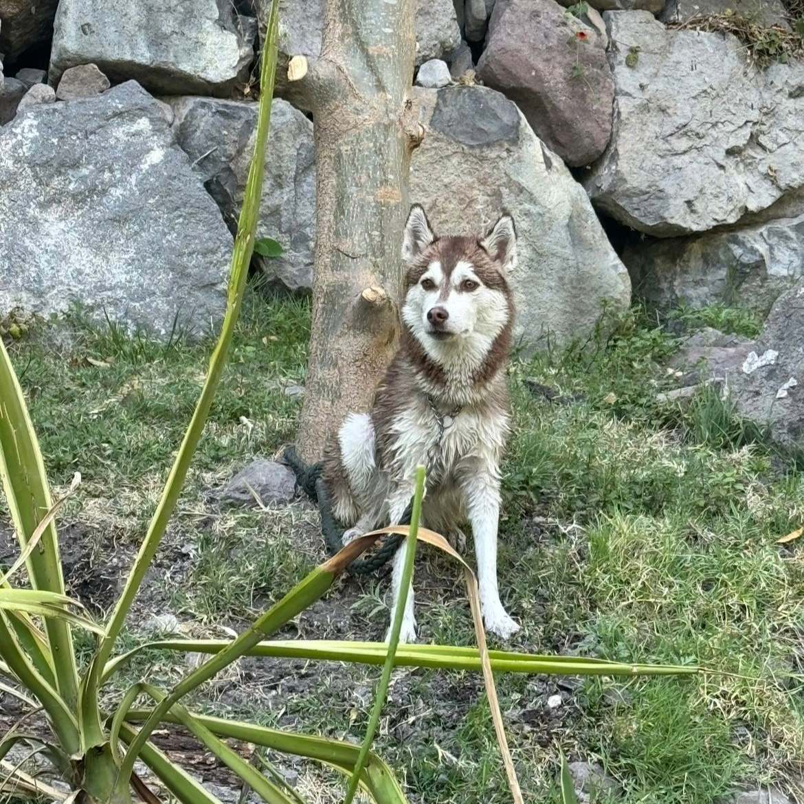 Dog Pool Parry