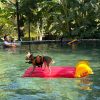 dog 2 Dog Pool Parry