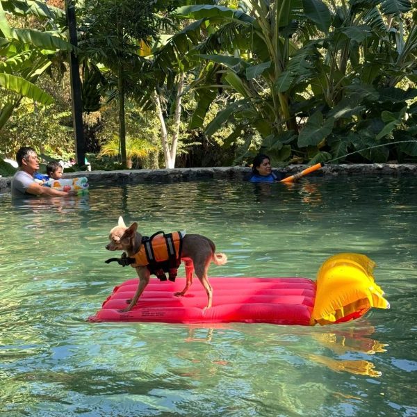 dog 2 Dog Pool Parry