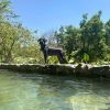 dog 3 Dog Pool Parry