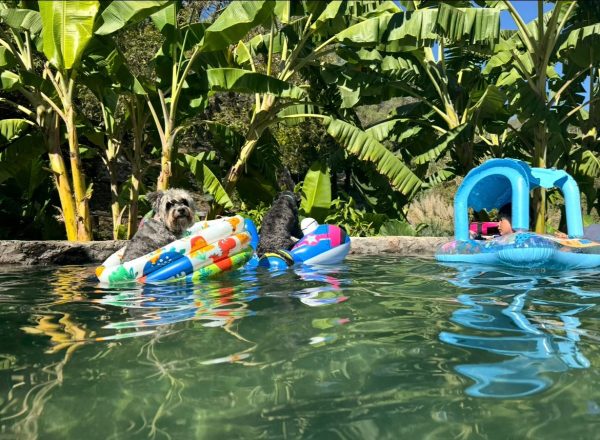 dog 4 Dog Pool Parry