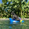 dog 5 Dog Pool Parry