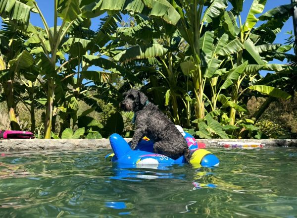 dog 5 Dog Pool Parry
