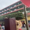 Orizaba